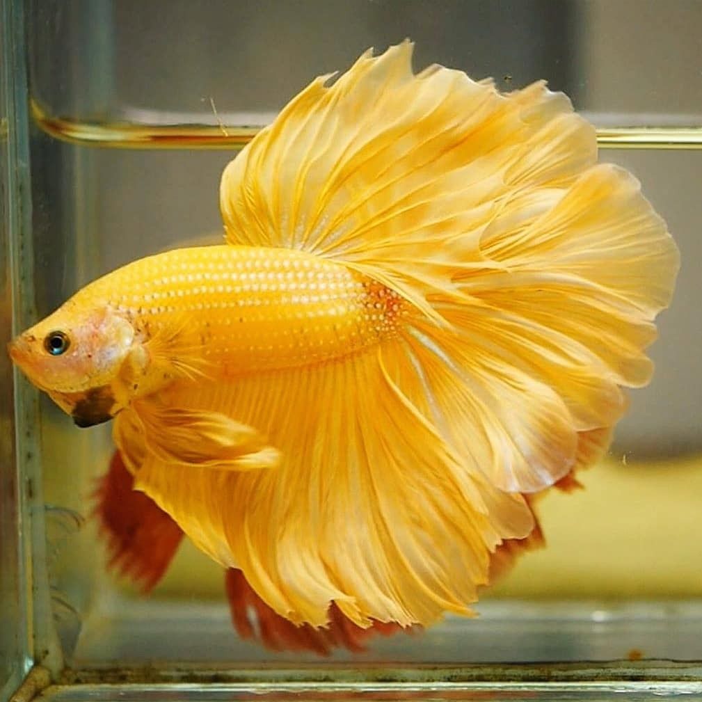 Beautiful Yellow Betta Fish Images