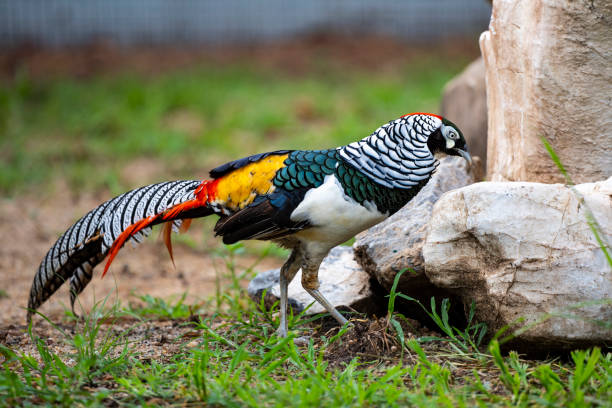 Colorful Bird Lady Amherst Pheasant