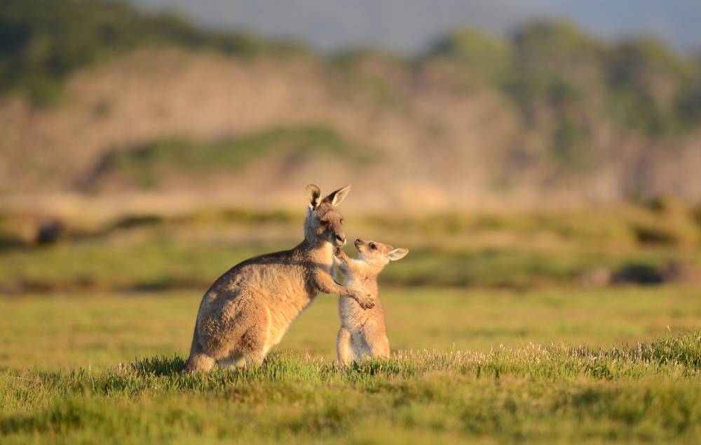 Cute Australian Kangaroo Photos