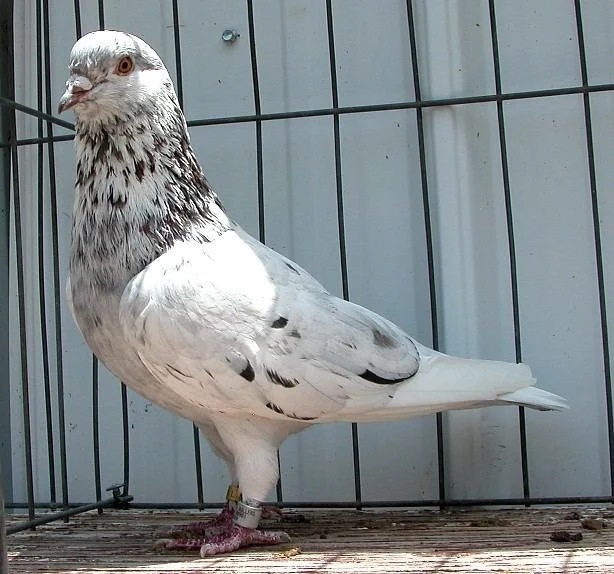 Cute Oriental Roller Pigeon