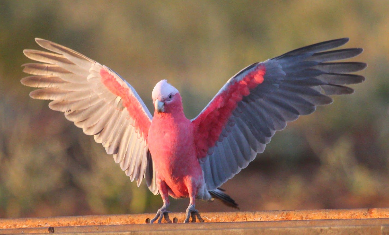 Galah Pink Bird Pics