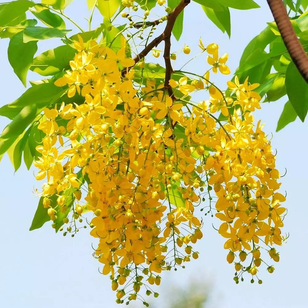 Golden Shower Tree Flower Images