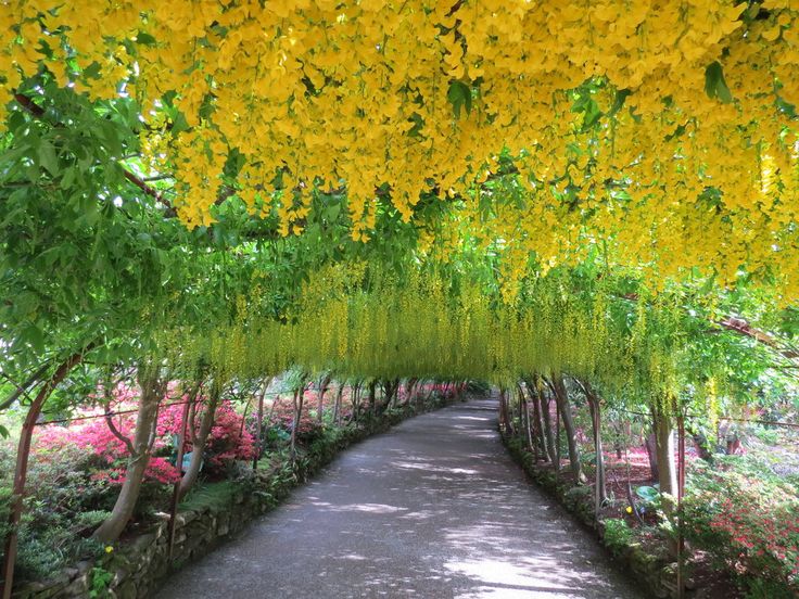 Gorgeous Golden Shower Tree