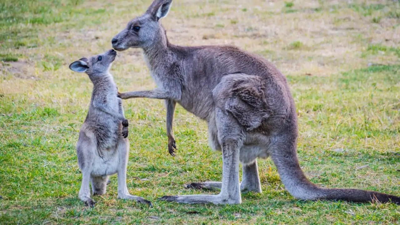 Kangaroo Beautiful Fotos