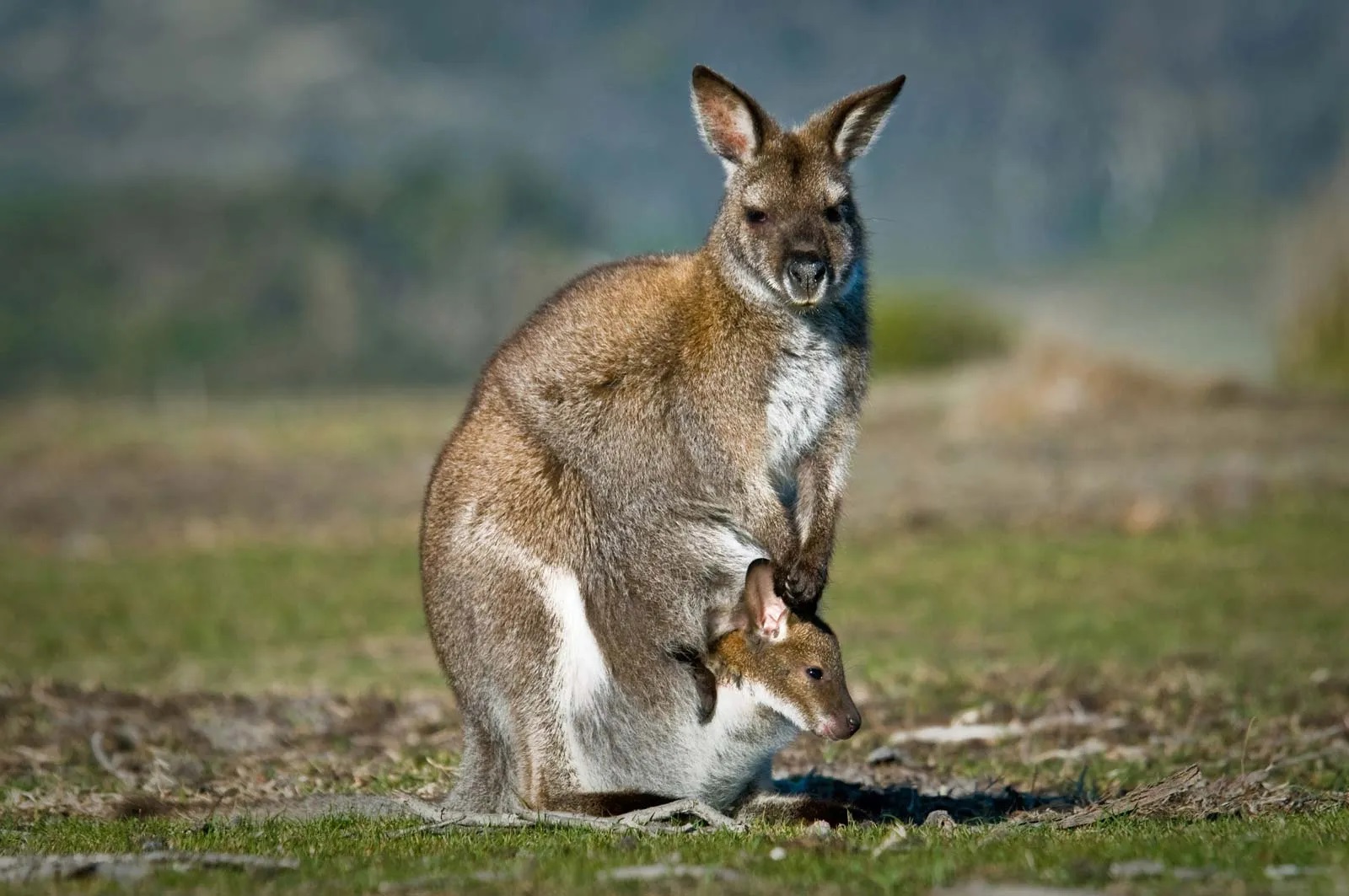Kangaroo Exclusive Pictures