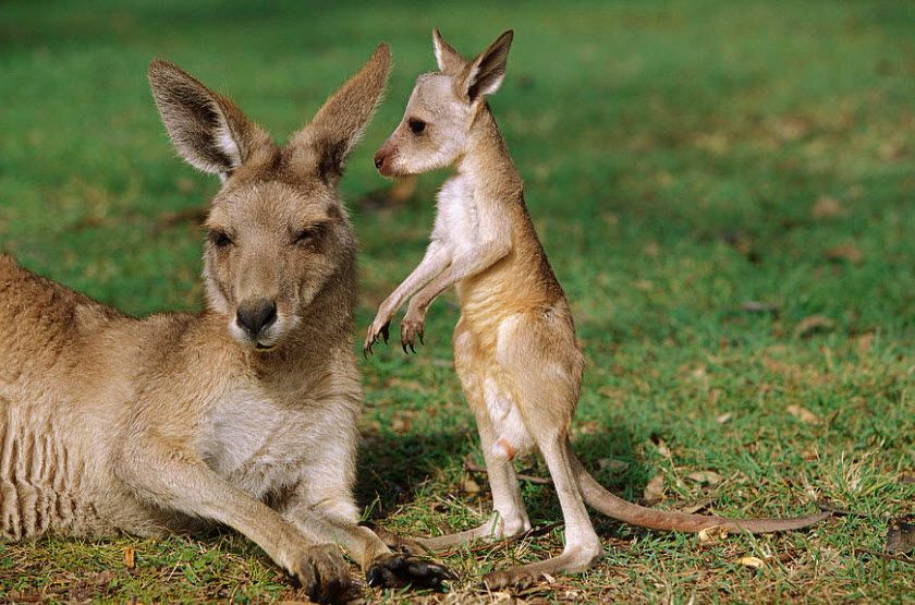 Kangaroo With Little One