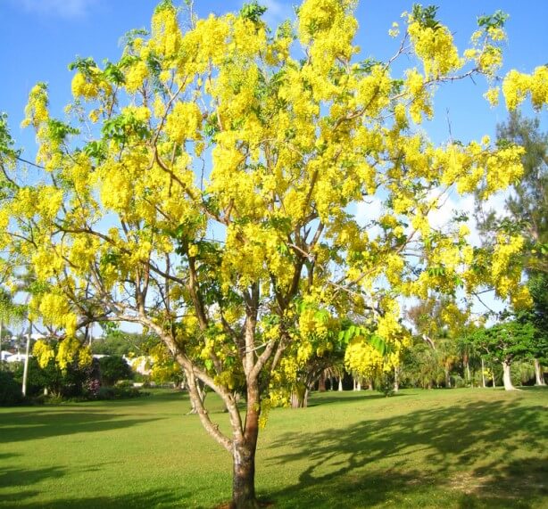 Kondrai Pattai Tree Pics
