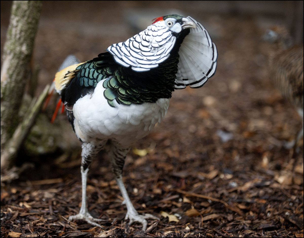 Lady Amherst Pheasant Beautiful Pictures