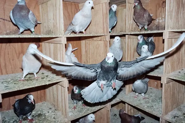 Oriental Roller Pigeon Gallery
