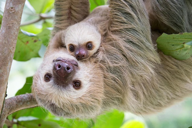 Sloth Cute Stills