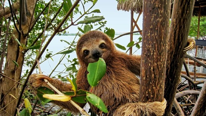 Sloth Eating Leaf Fotos