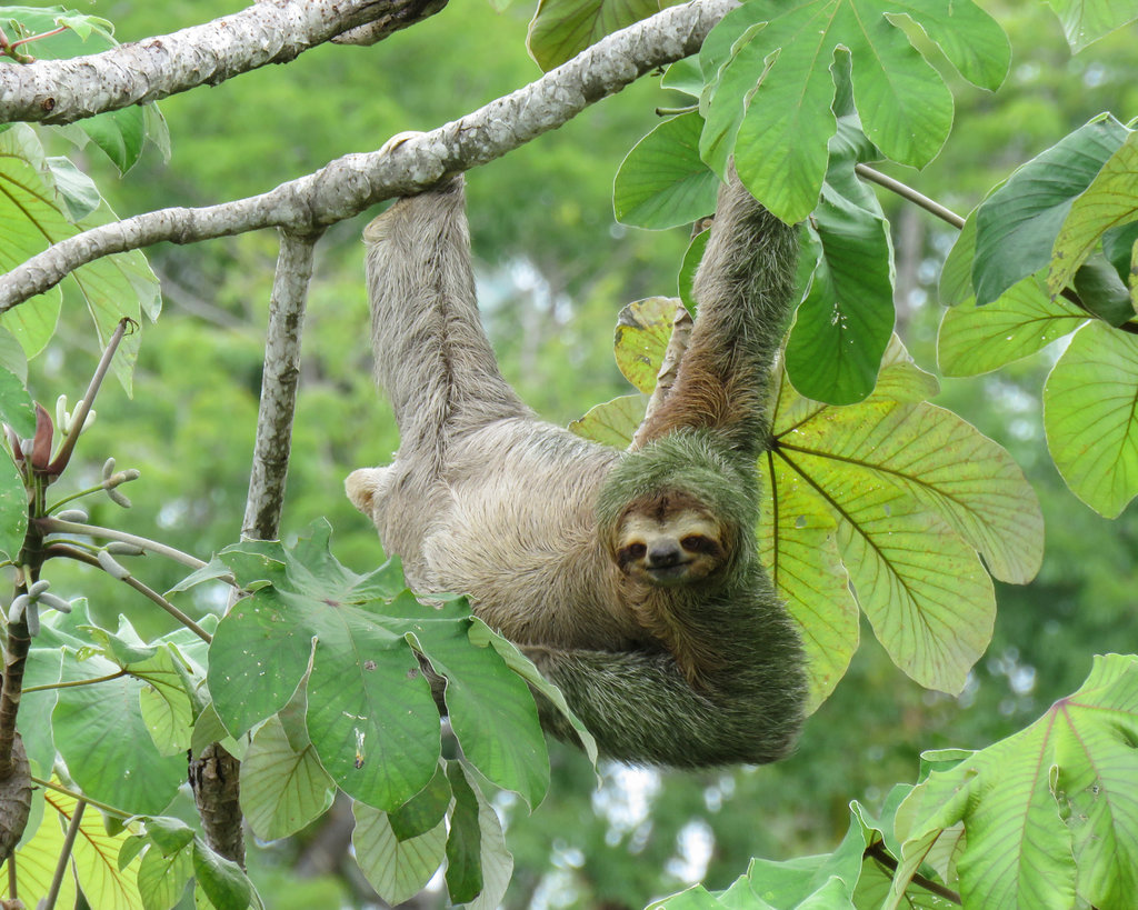 Sloth Hanging On Tree