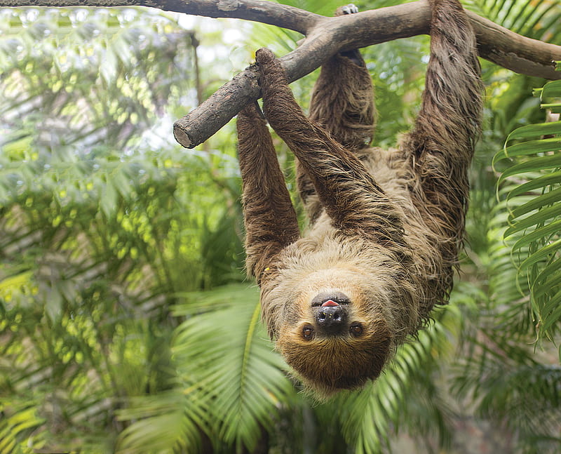 Sloth Rare Images