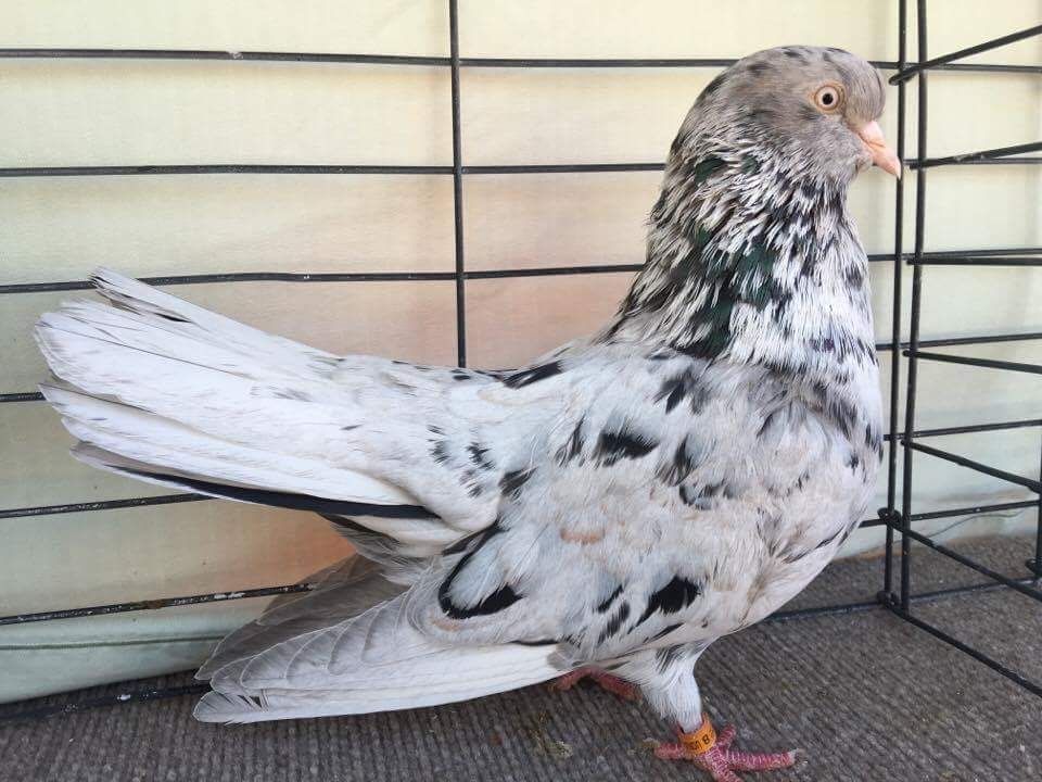 Sprinkle Oriental Roller Pigeon Pics