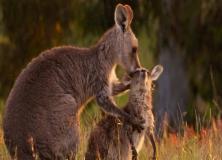 Australian Kangaroo Pictures