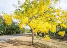 Golden Shower Tree Pictures