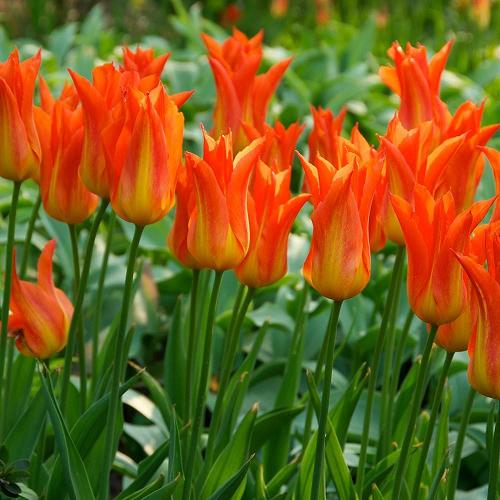 Tulip Ballerina Orange Color Flower