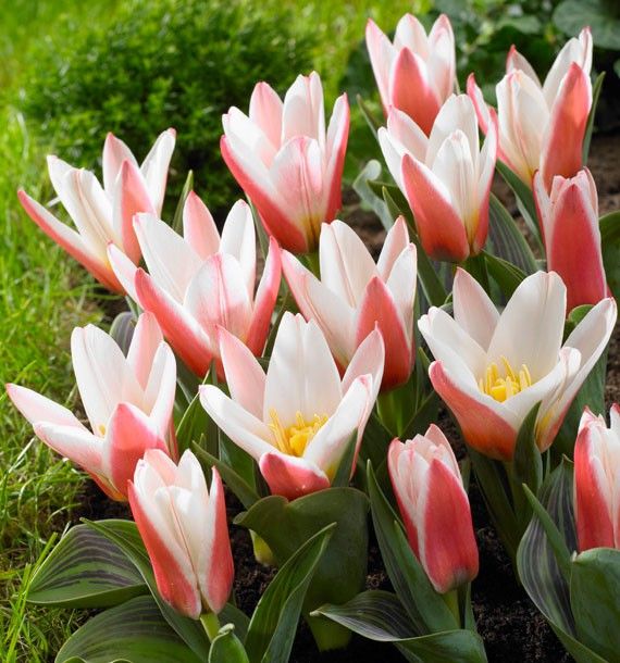 Tulip Beautiful Hd Pics