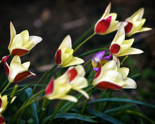 Tulip Clusiana Fotos