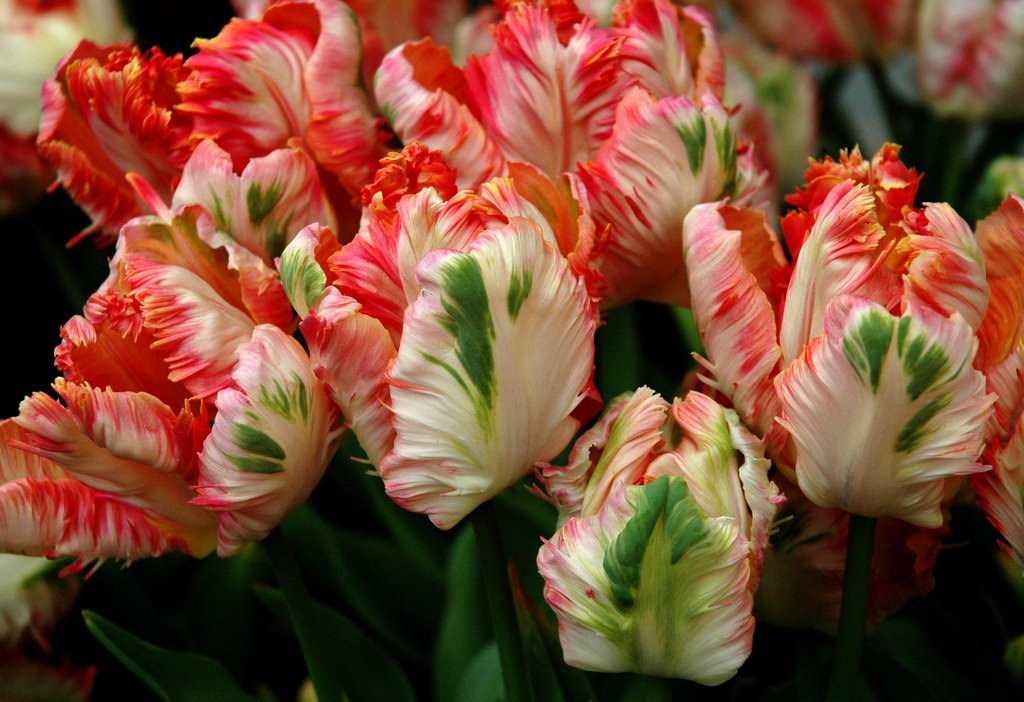 Tulips Flower Galleries