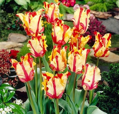 Tulips Flower Photos