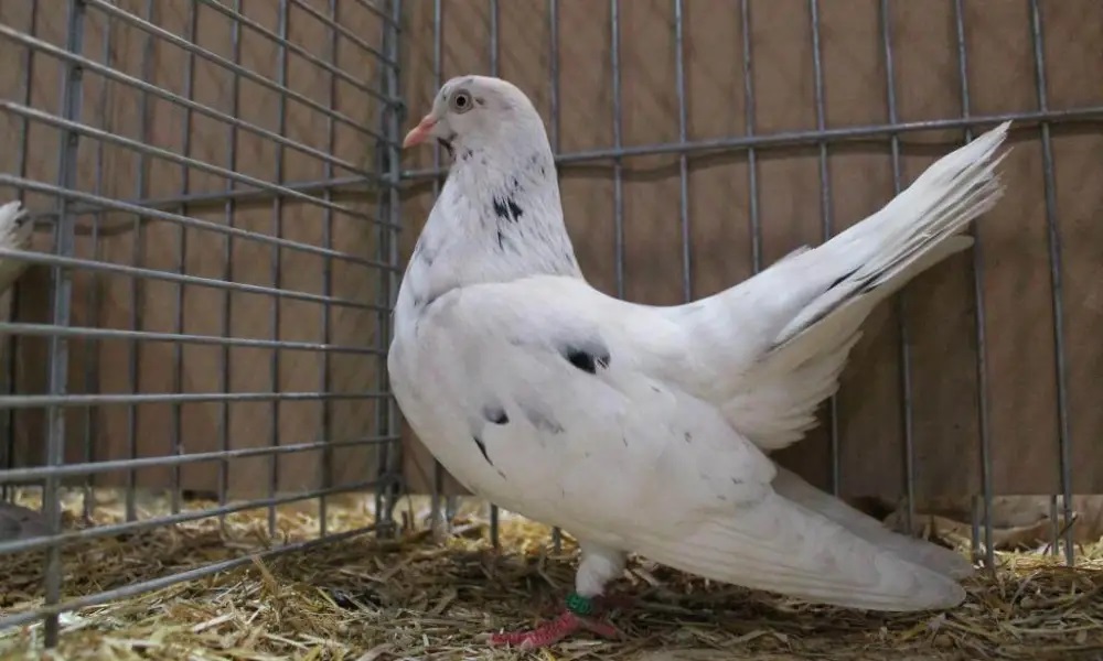 White Oriental Roller Pigeon Images