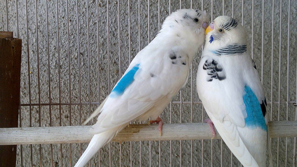 Amazing Love Birds Fotos