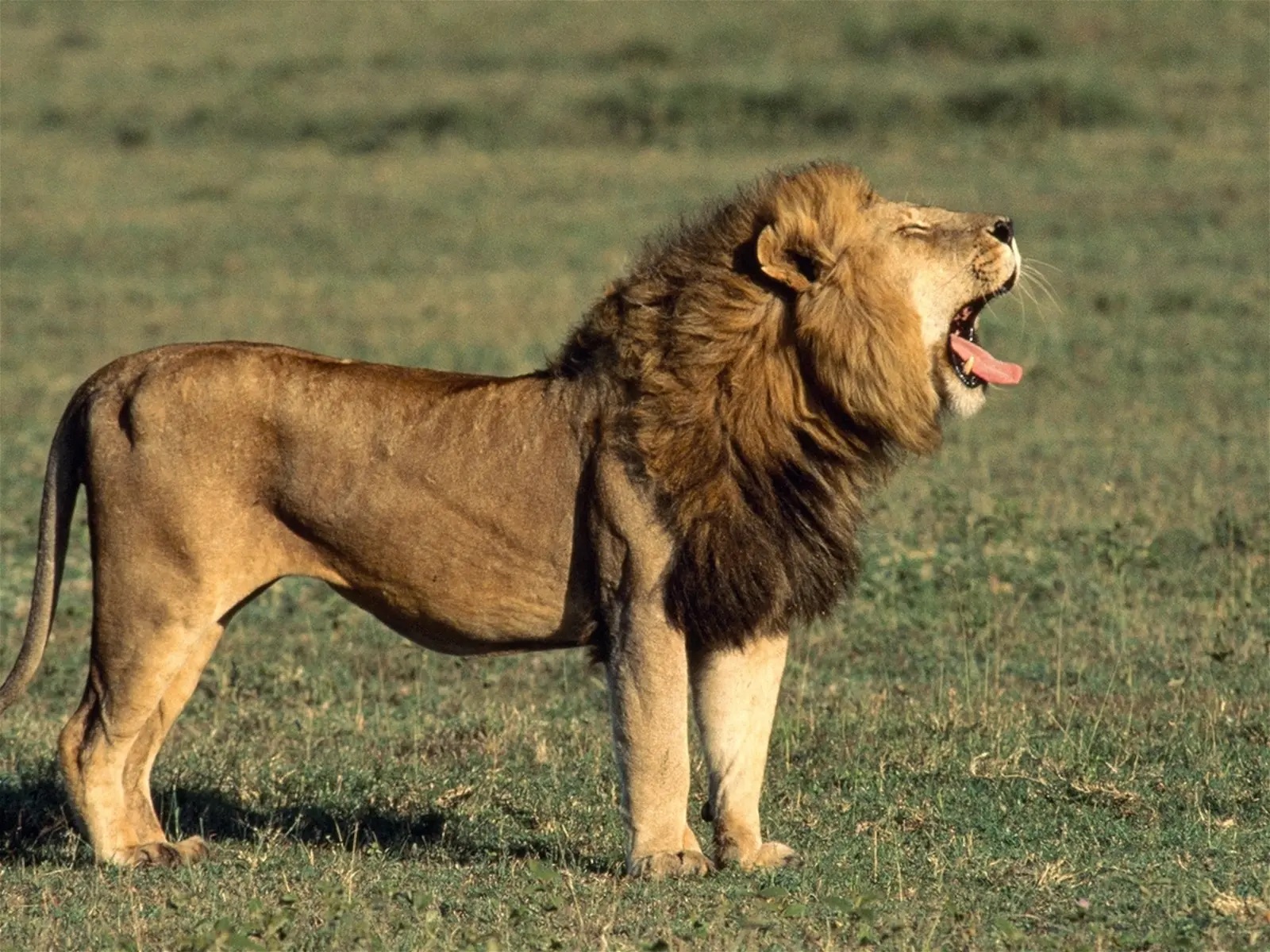 Animal Lion Rare Images