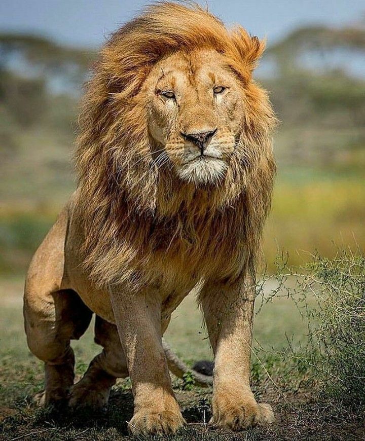 Beautiful Lion Pictures