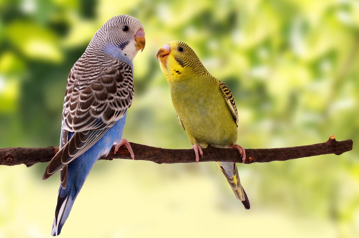 Colorful Cute Love Birds