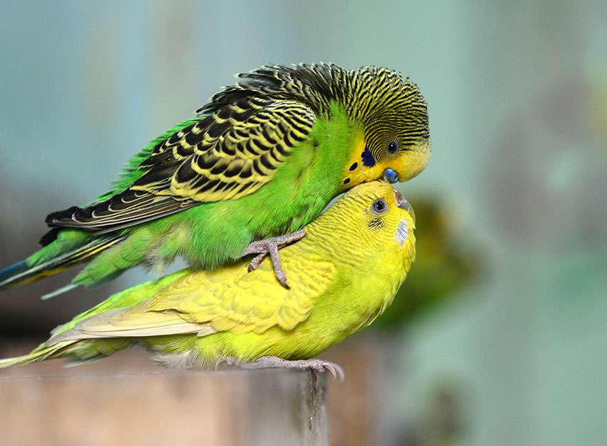 Couple Love Birds