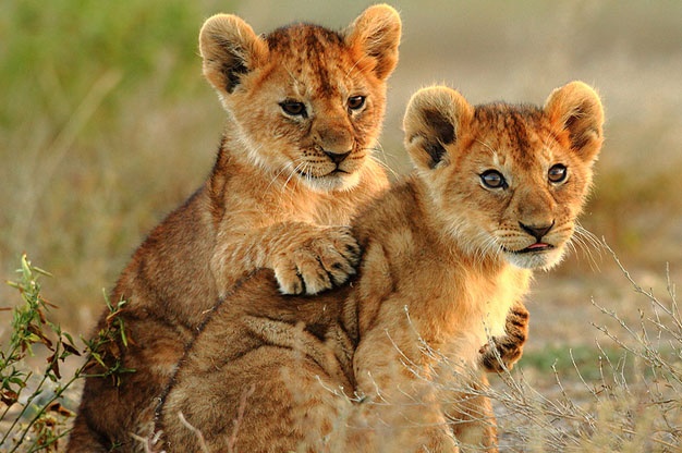 Cute Fotos Of Young Lion