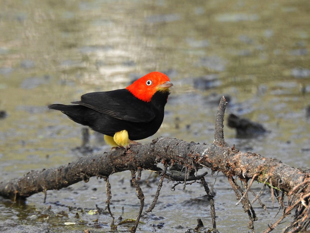 Cute Red Capped Manakin Bird