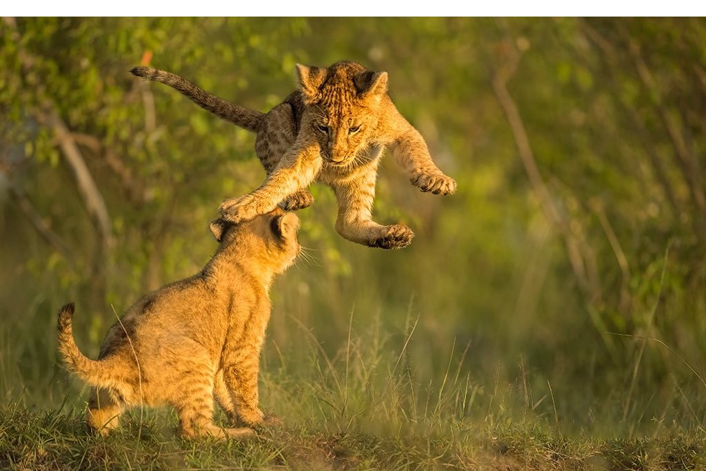 Funny Baby Lion Fighting With Sibling