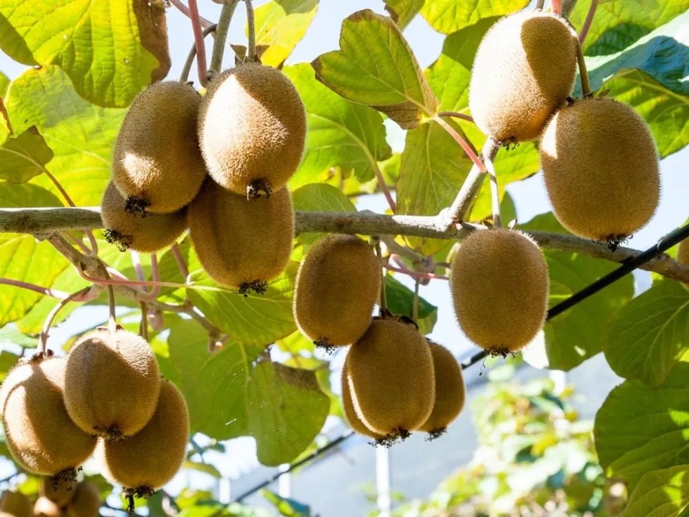 Kiwi Fruit Tree Images
