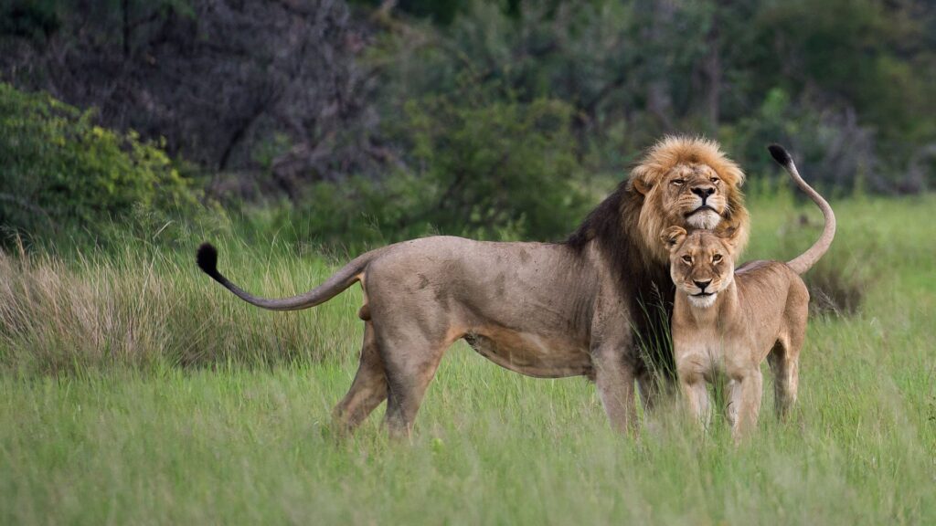 Lion Couple Images