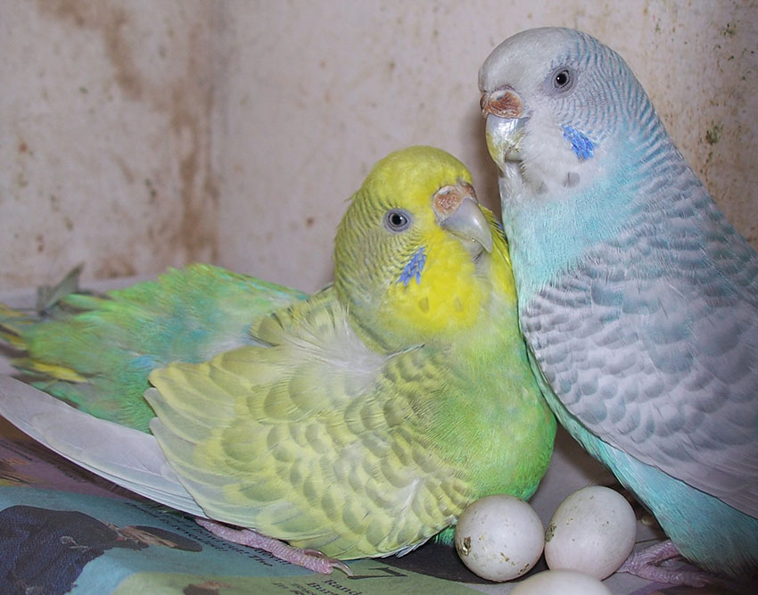 Love Birds With Eggs Pics