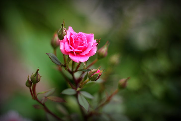 Nature Pink Rose Flower