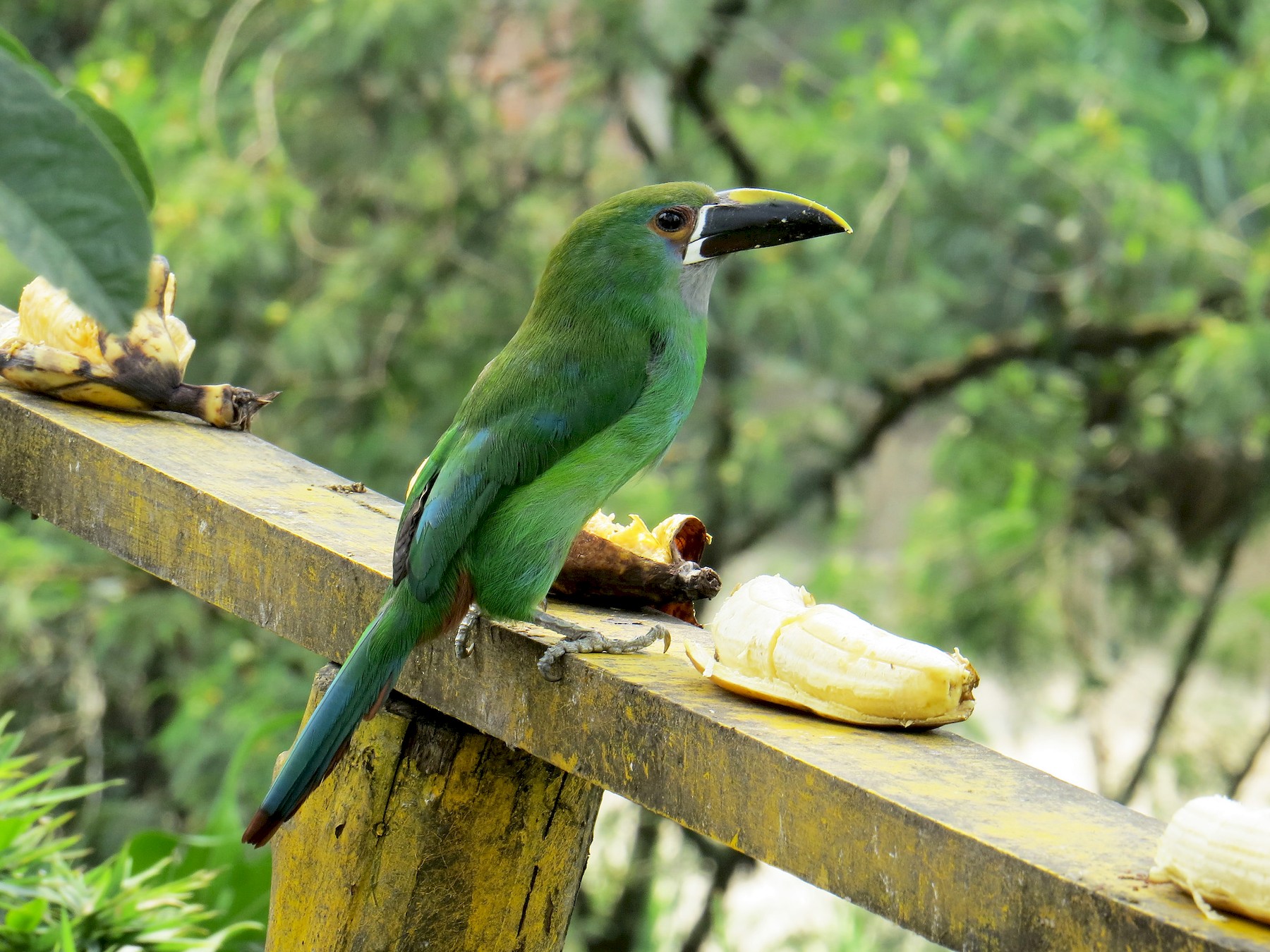 Northern Green Toucanet Eating Banana