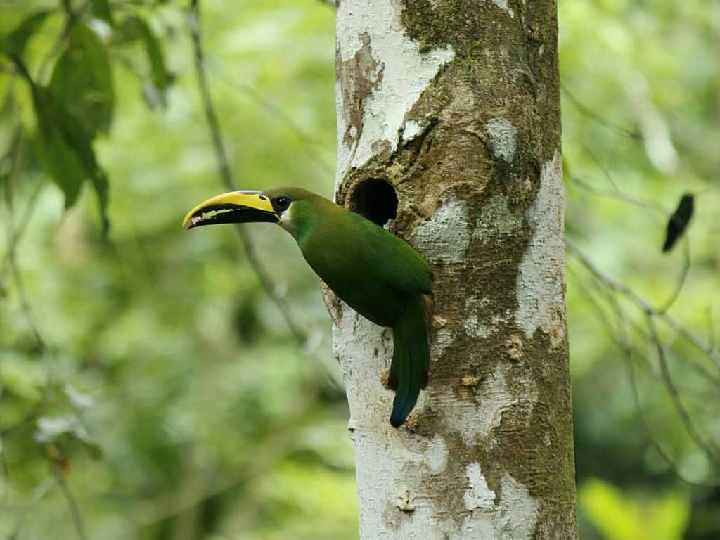 Northern Green Toucanet Gallery