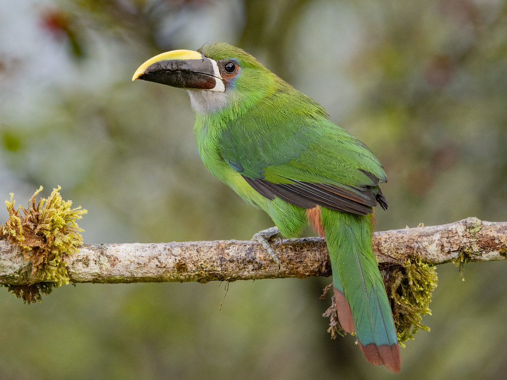 Northern Green Toucanet In Tree