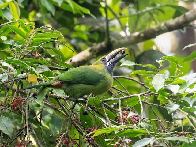 Northern Green Toucanet Pictures