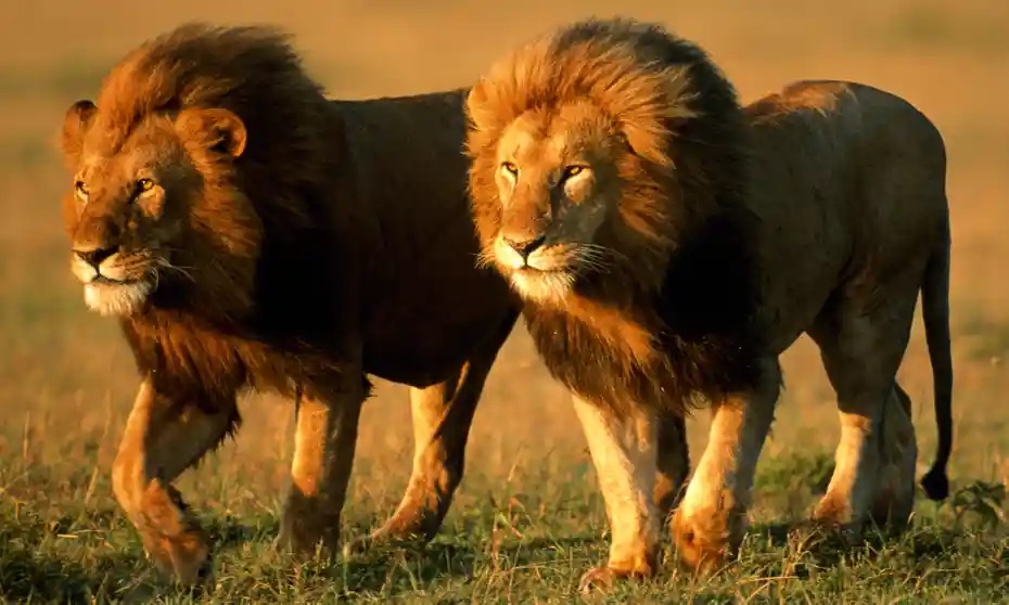 Pair Of Lion Images