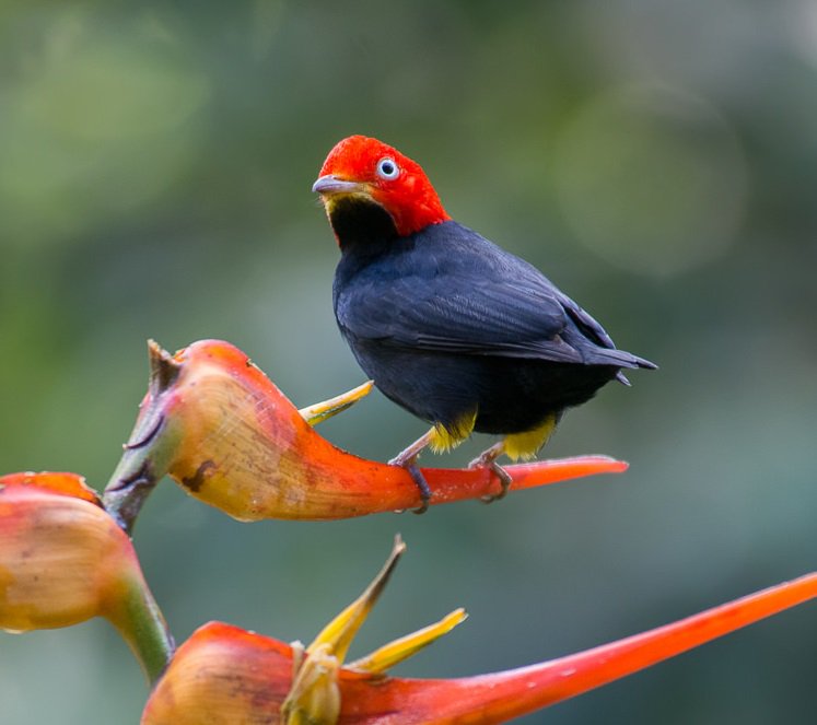 Red Capped Manakin Gallery