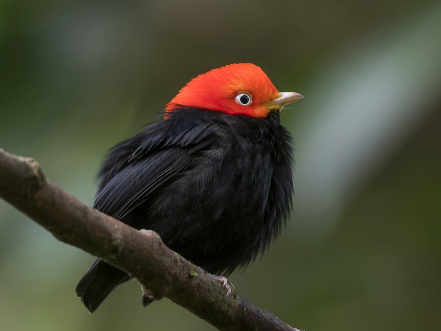 Red Capped Manakin Pictures