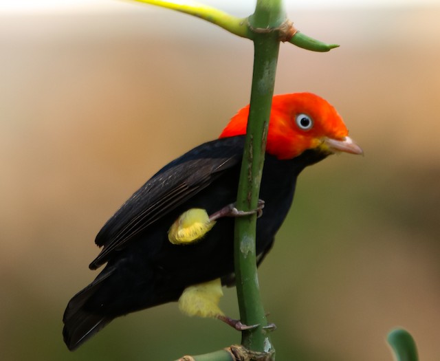 Red Capped Manakin Rare Images