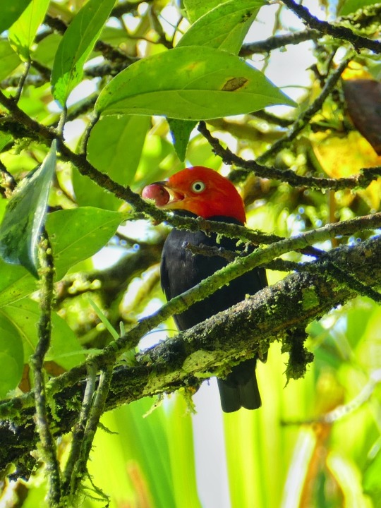 Red Capped Manakin Unseen Pictures
