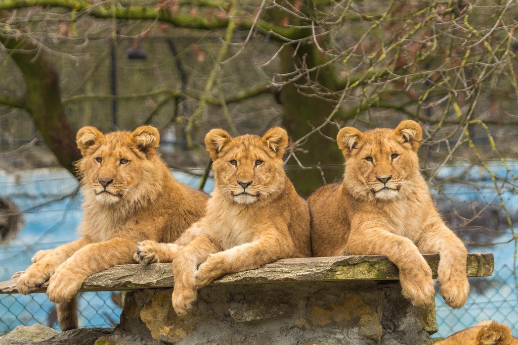 Three Lion Sitting Fotos