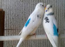 Love Birds Colorful Pictures