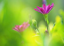 Beautiful Flowers Photography